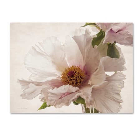 Debra Van Swearingen 'Translucent Peony V' Canvas Art,35x47